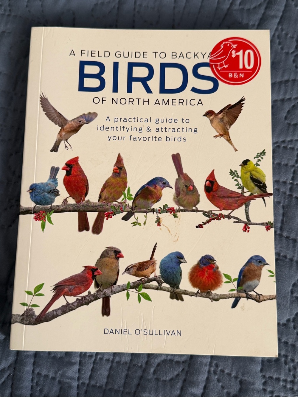 Barnes & Noble Birds of North America - White with Multi-colored Illustrations